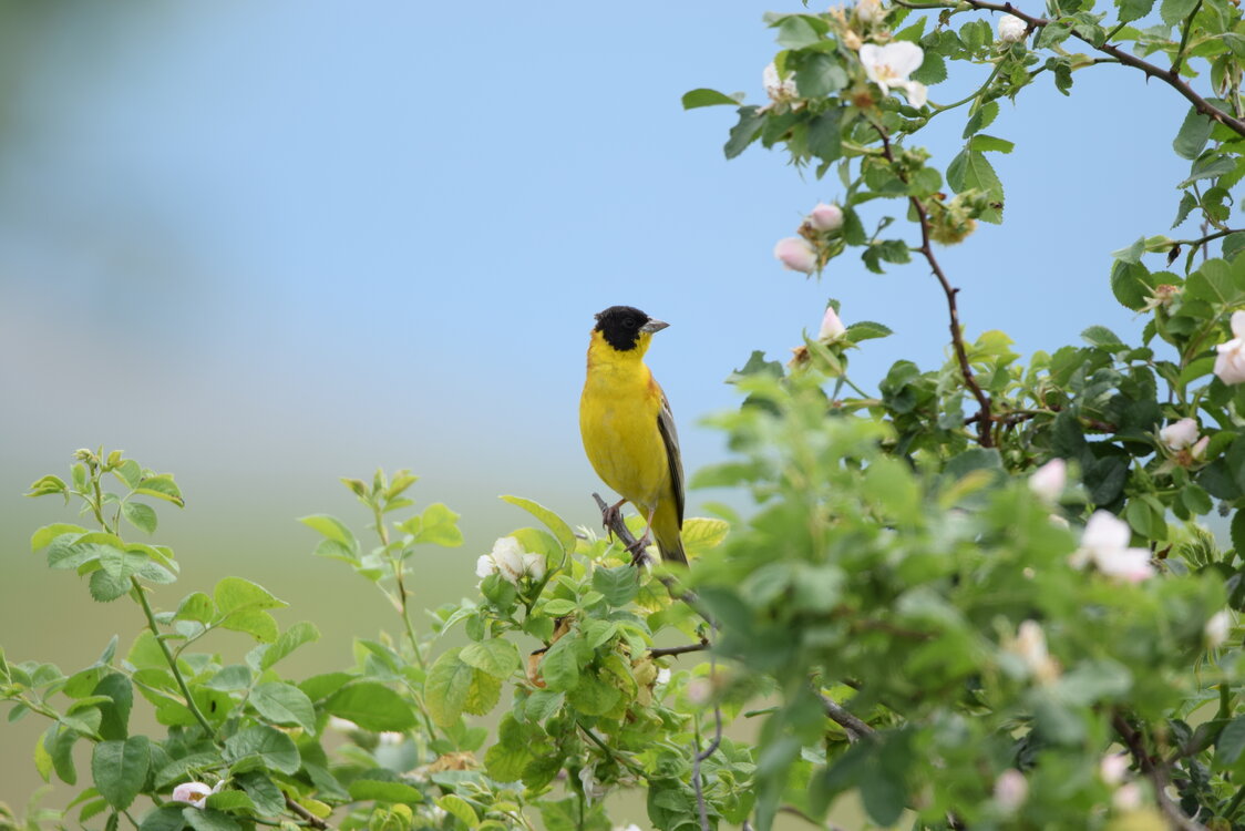 Birding in one of the most ancient European countries (Birds & Ancient History) -NEW-